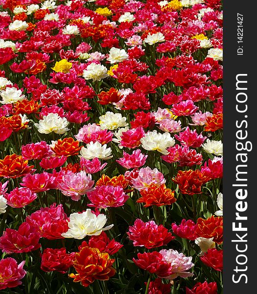 Red, pink, white tulips flowerbed.
