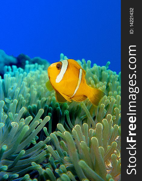 A Clownfish swims obove his Anemoni in the Red Sea. A Clownfish swims obove his Anemoni in the Red Sea.