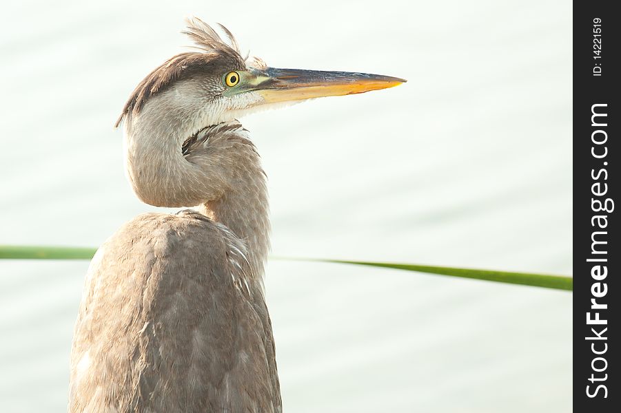 Detailed portrait of a young heron hunting by a lake. Photo taken in Nassau Bahamas. Detailed portrait of a young heron hunting by a lake. Photo taken in Nassau Bahamas.