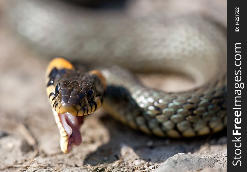 The grass snake, a european non-venomous snake