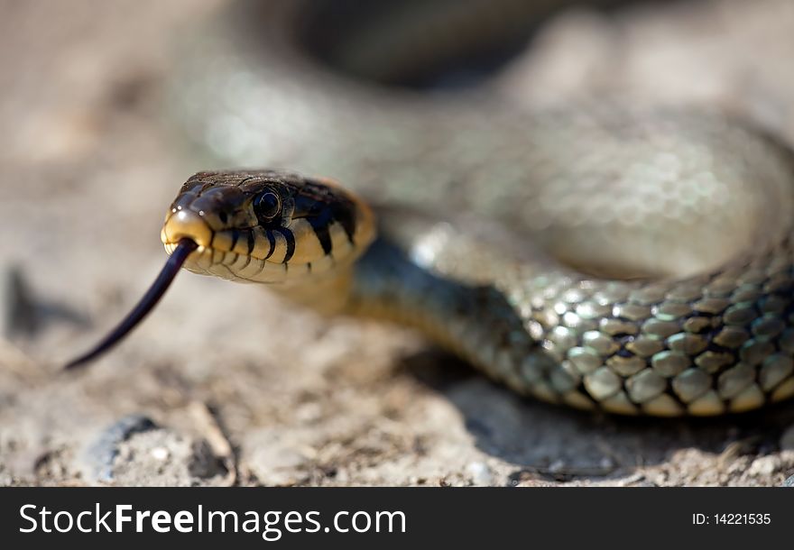 The grass snake, a european non-venomous snake