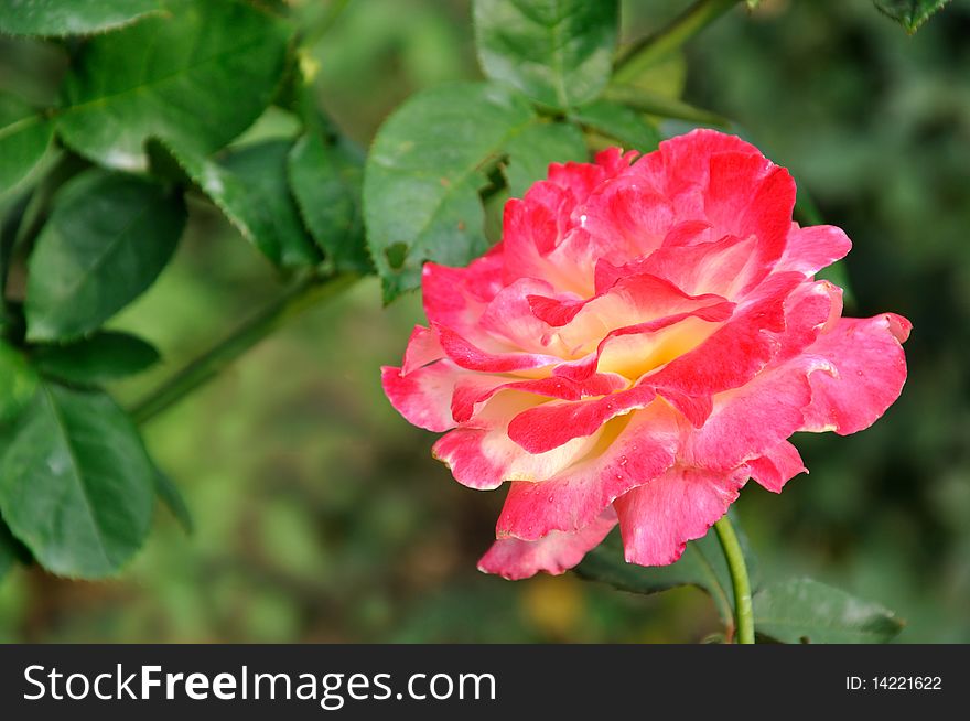 China rose with pink color, the background is deep green shown as comparing in color.