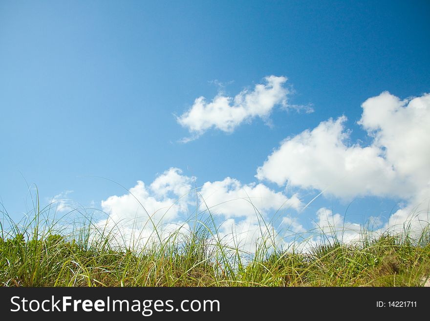 Tall grass against a blue cloudy sky. Photo taken in Nassau Bahamas. Tall grass against a blue cloudy sky. Photo taken in Nassau Bahamas.