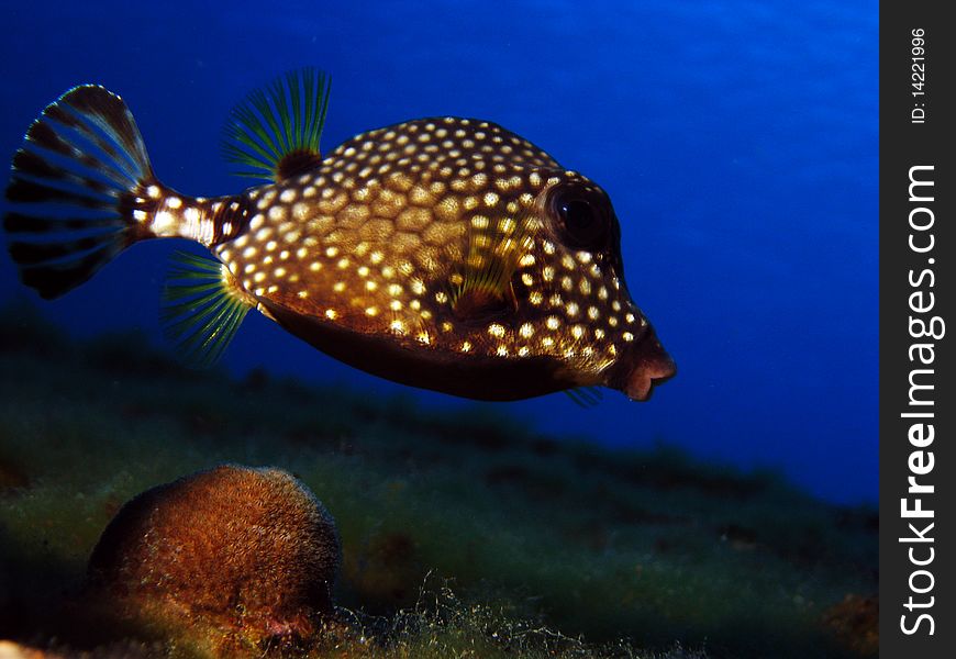 Close up of a smooth trunkfish