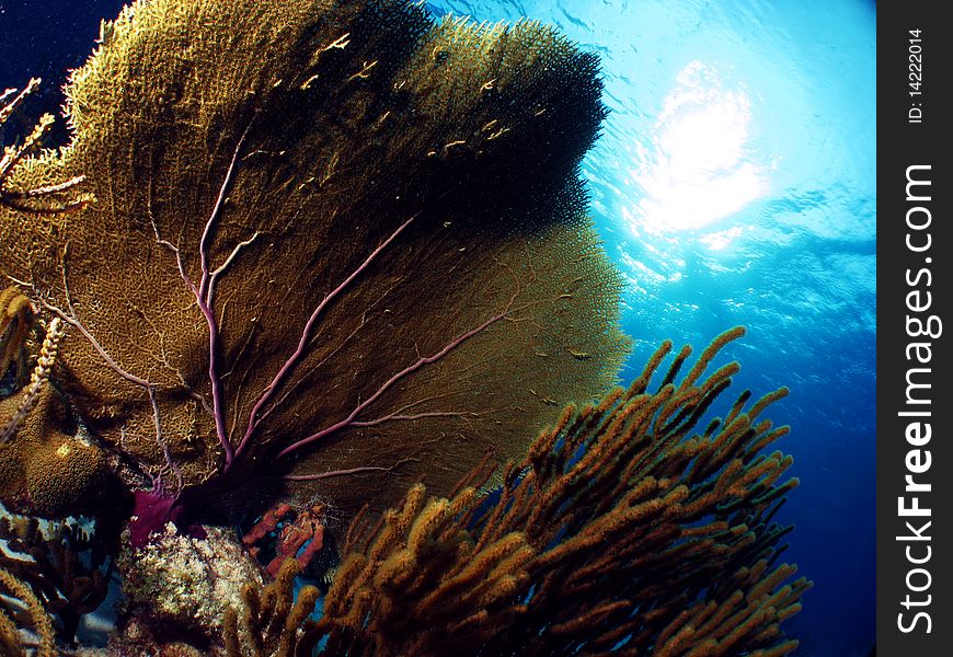 A gorgonian coral garden of caribbean