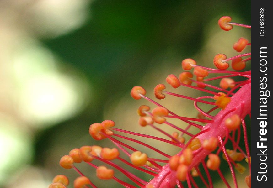 Close up of reproductive part of a flower of hibiscus. Close up of reproductive part of a flower of hibiscus