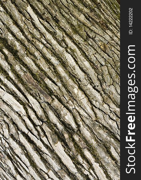 Mossy Tree Bark Background