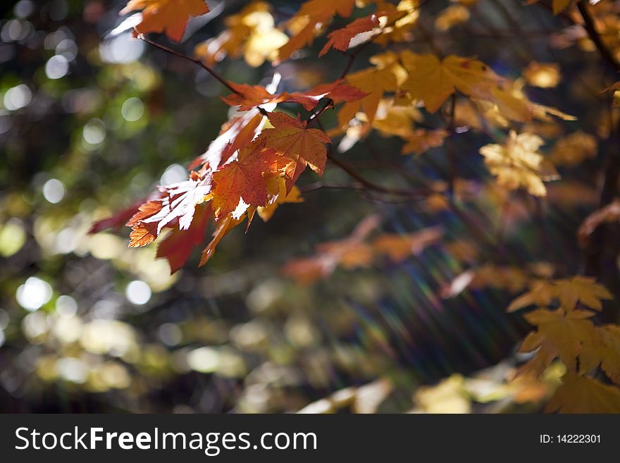 Rays of sun through autumn leaves