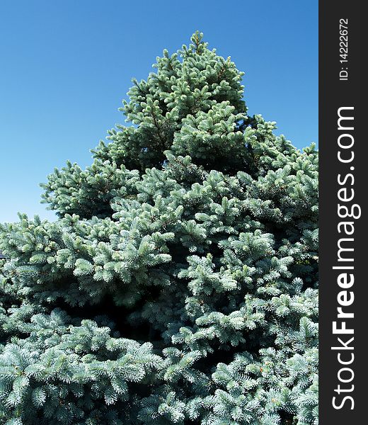 Ornamental silver blue spruce pine fir tree. North Carolina. Ornamental silver blue spruce pine fir tree. North Carolina