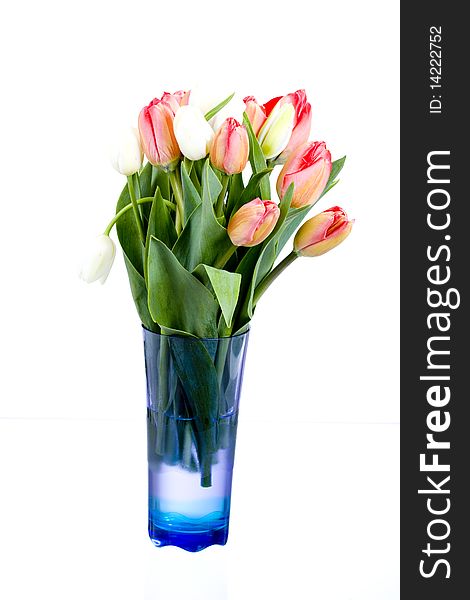 Beautiful red and white tulips in vase