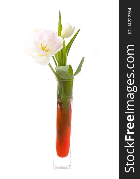 Beautiful  white tulips in vase