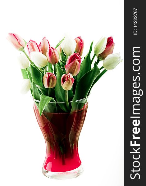 Beautiful red and white tulips in vase