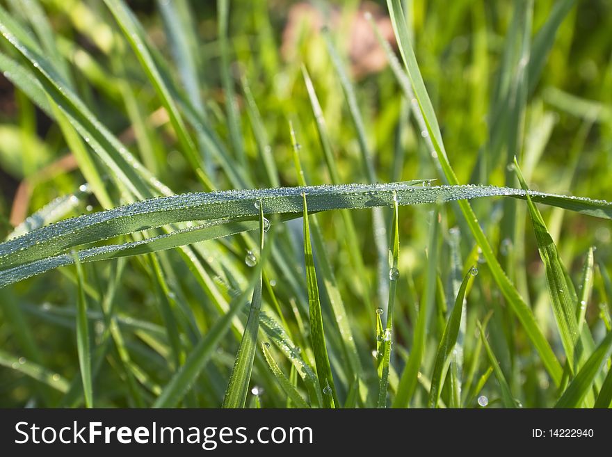 Dew on the green grass. Dew on the green grass