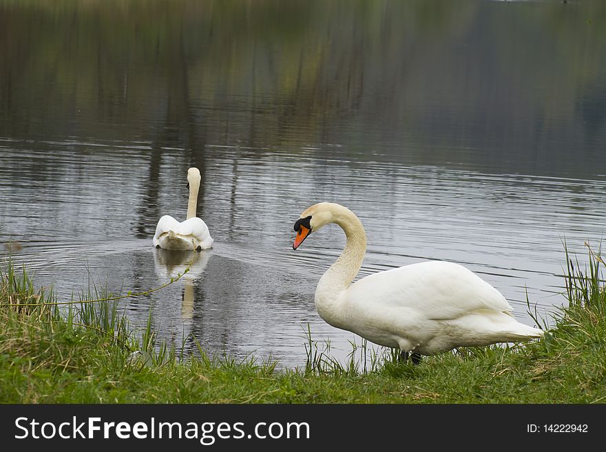 Swans on lake, spring green grass