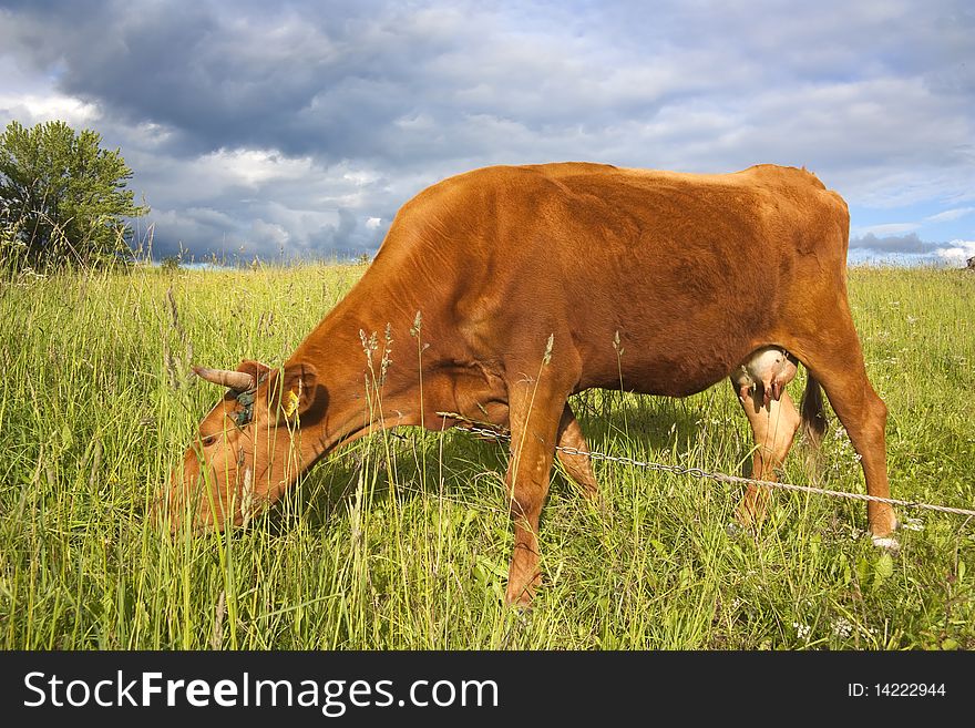 Young cow on meadow