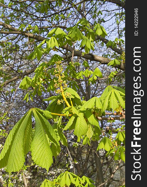 Blossom chestnut, green leaf, spring. Blossom chestnut, green leaf, spring