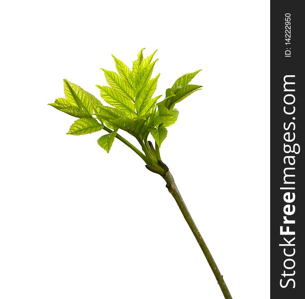 Young green leaves, isolated on a white. Young green leaves, isolated on a white