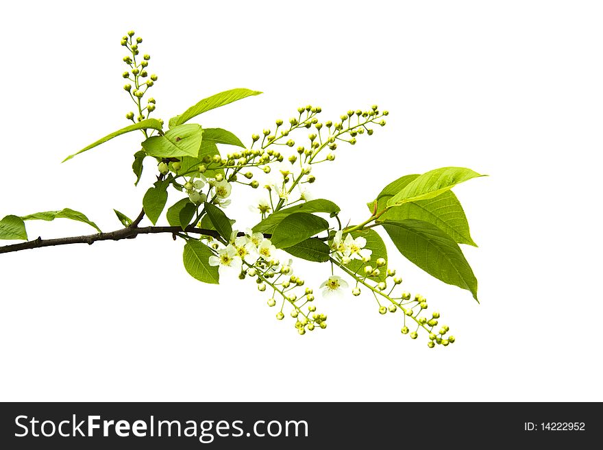Cherry Blossom Branch, Isolated