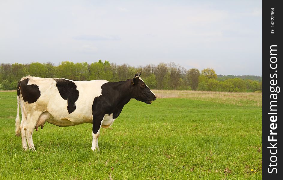 Cow on spring meadow, green grass