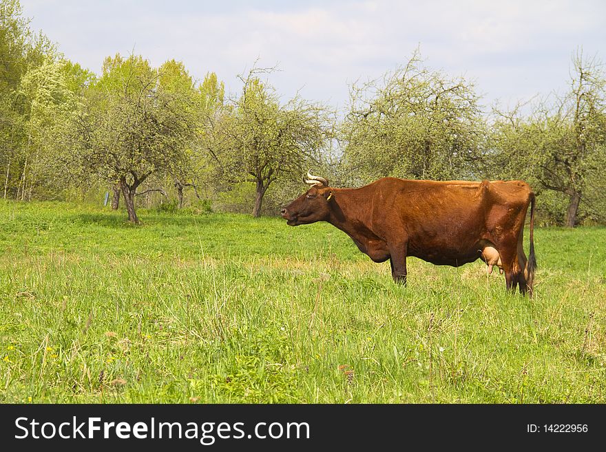 Cow on spring meadow