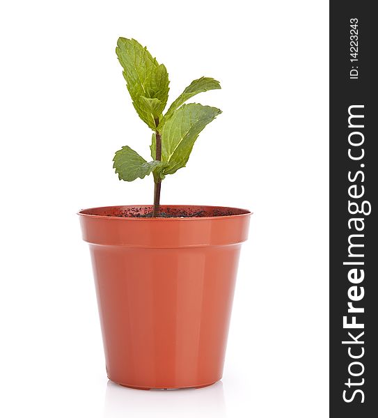 Gardening plant pot with new plant over white background. Gardening plant pot with new plant over white background