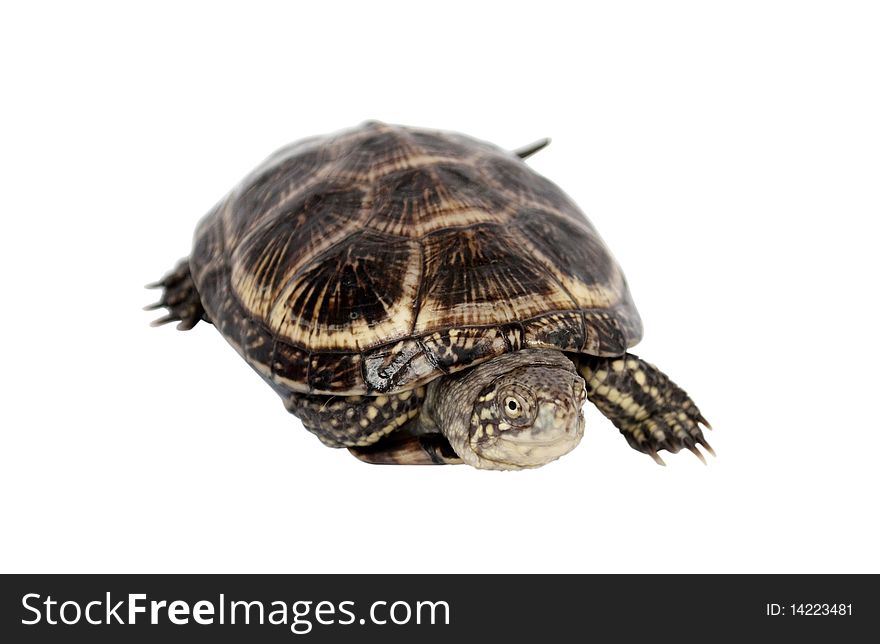 Turtle on a white background