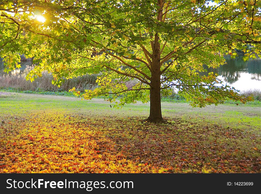 The sunset light shines through and around autumn leaves intensifying their colours. The sunset light shines through and around autumn leaves intensifying their colours.