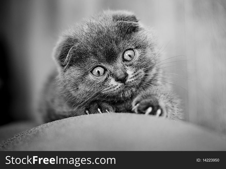 Scottish fold kitten 2 month old