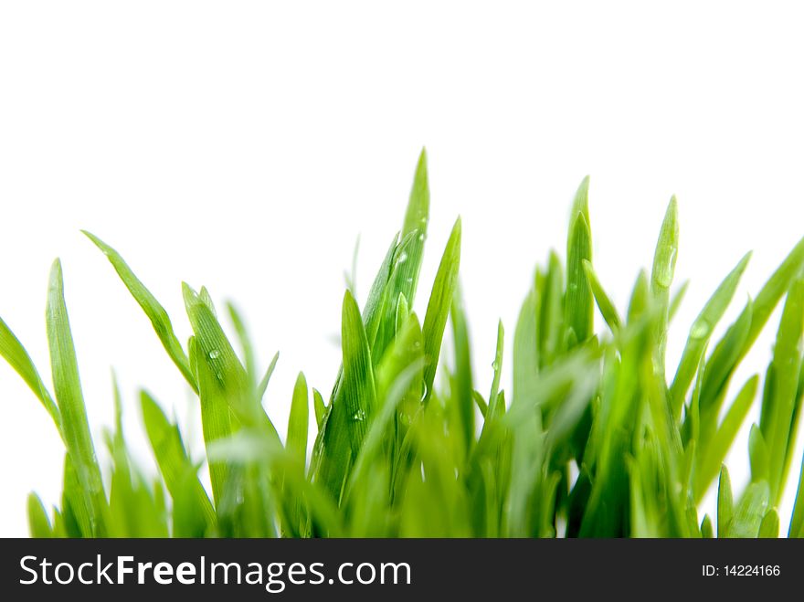 Close-up green grass isolated