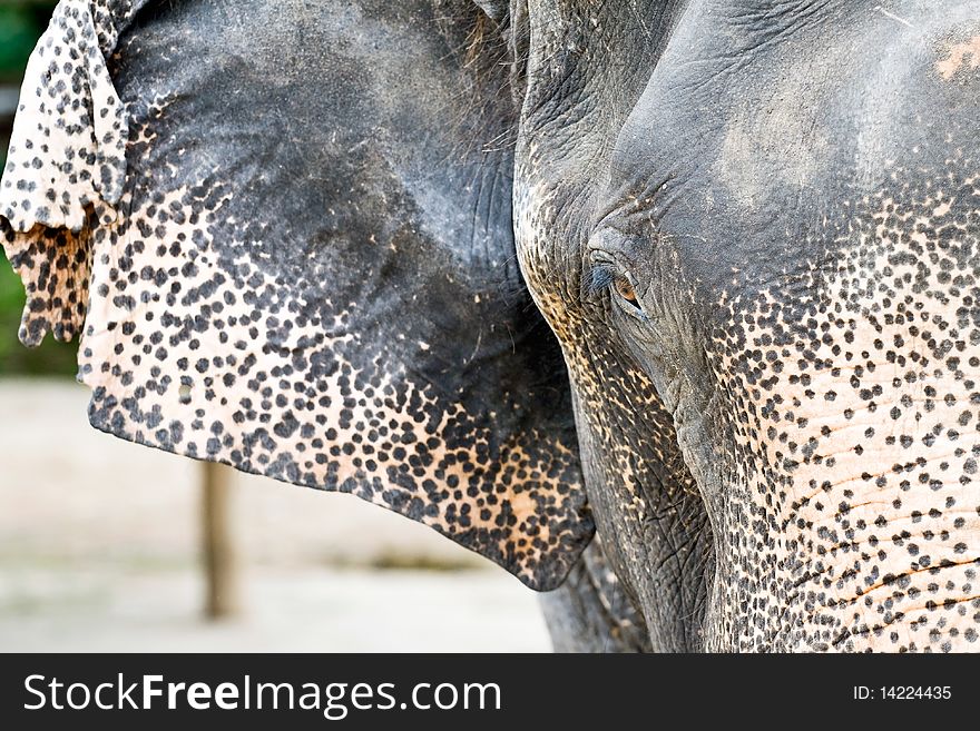 Elephant close up, Northern Thailand