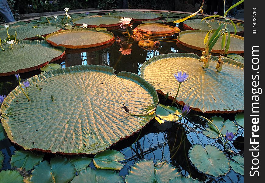 Water lilly pond with white and lilac lilly flowers