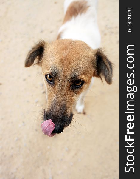 Upper Perspective View Of A Street Domestic Dog