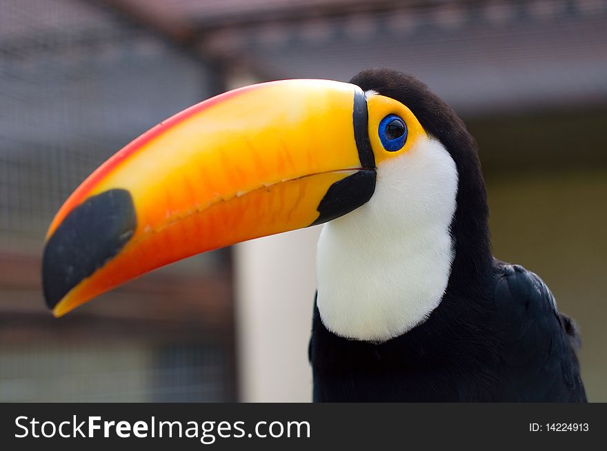 Toucans. Ramphastidae. Portrait of a beautiful bird