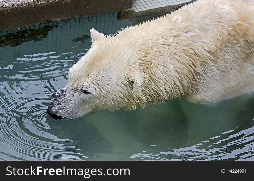 Polar Bear 15