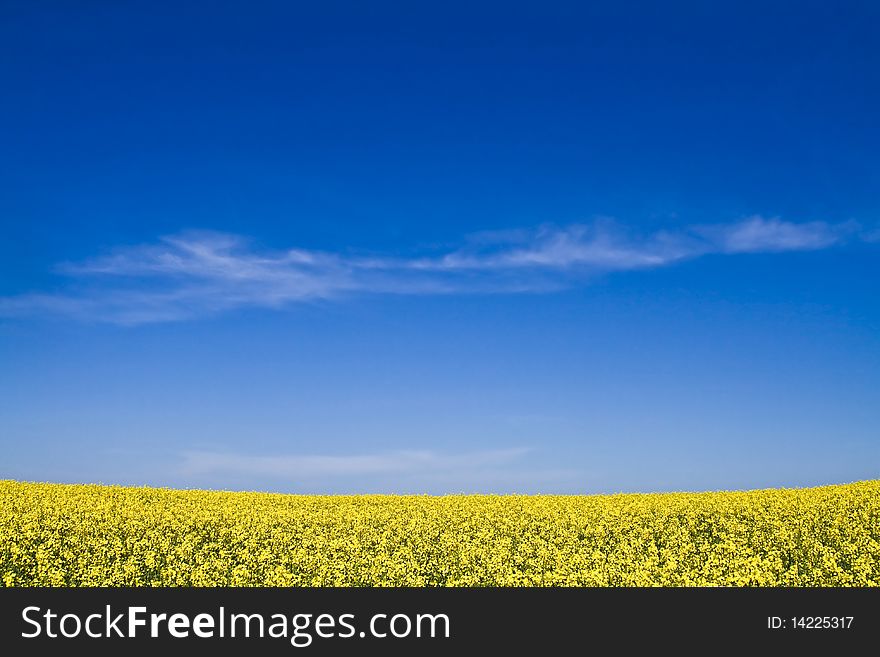 Field with yellow flowers and blue sky. Field with yellow flowers and blue sky