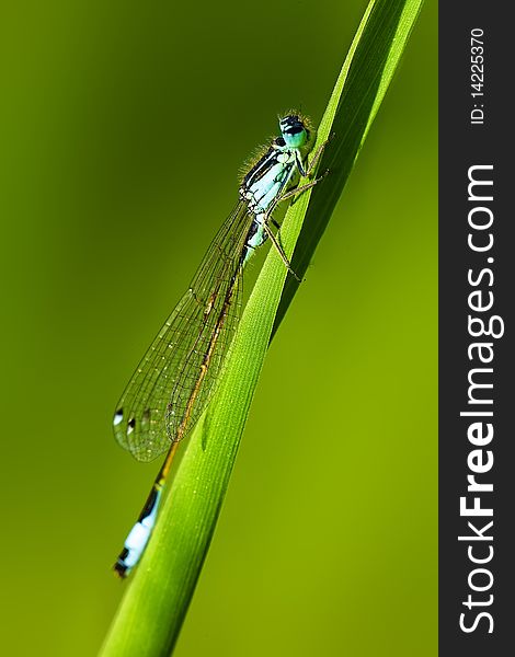 Macro with a dragonfly resting on grass