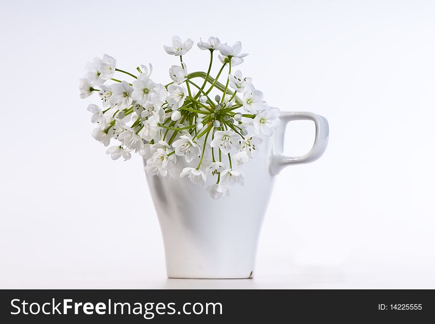 White allium flowers in a white glazed mug