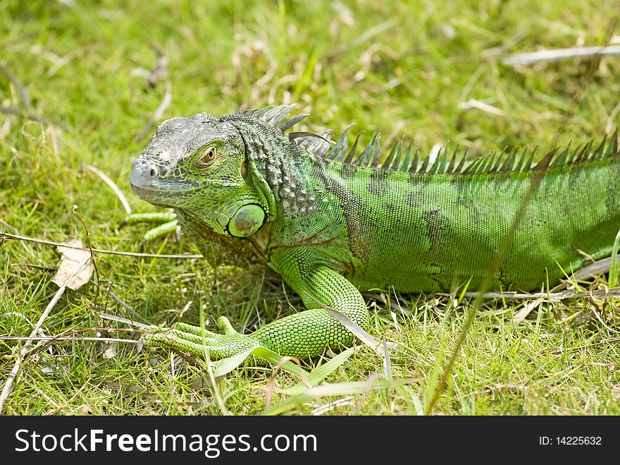 A green lizard on grass.