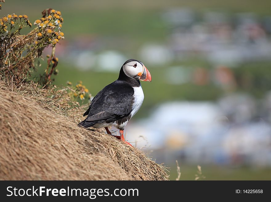 An Atlantic Puffin in Iceland. An Atlantic Puffin in Iceland