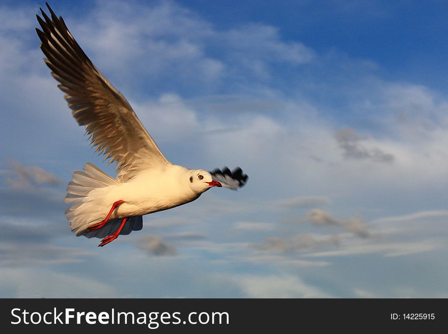 Seagull Flying in the sky