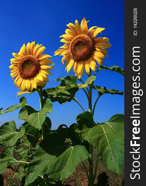 Two Sunflower with Blue sky backgroud