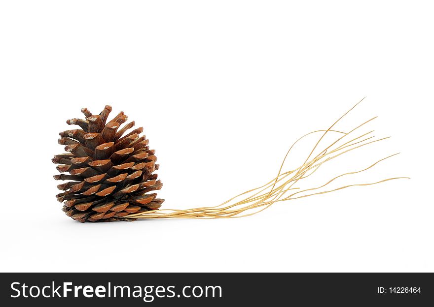 Pine cone with dry leaves