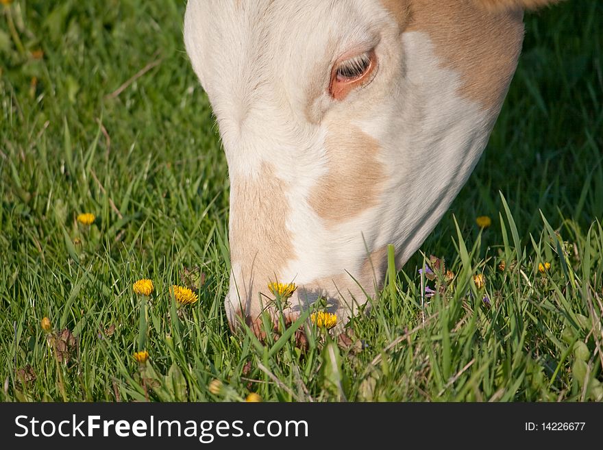 A cow grazes in a field