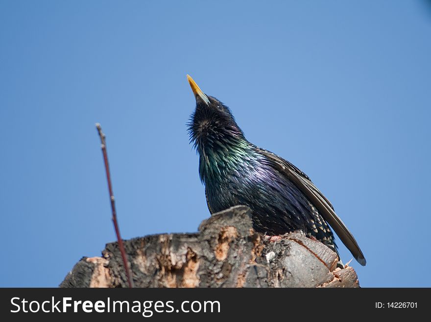 Starling is going to build a nest