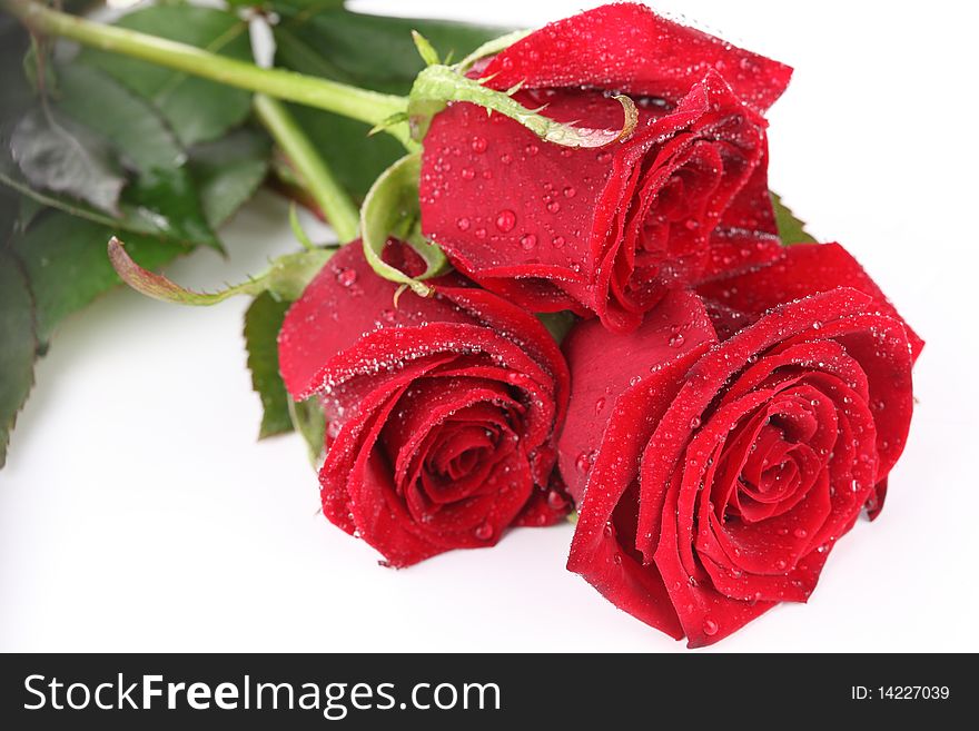 Red roses in isolate background