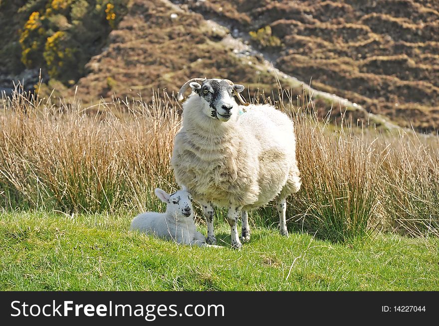 A mother sheep with a newborn lamb, in the countryside. A mother sheep with a newborn lamb, in the countryside