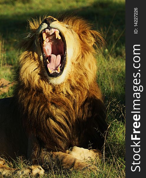 A large male lion yawning. A large male lion yawning.