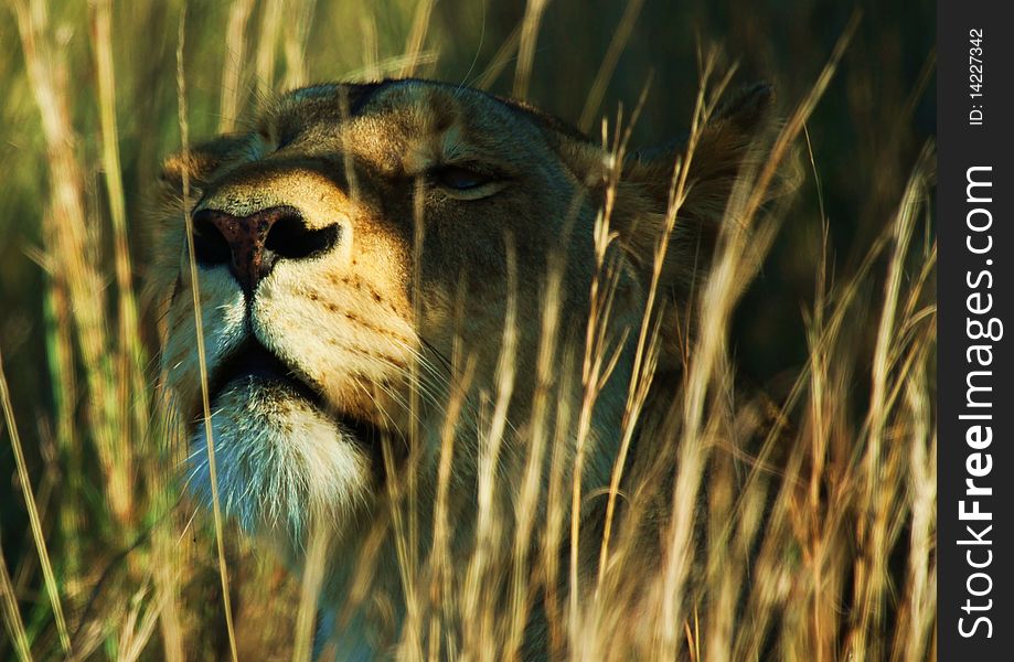 A lioness peering through the long grass down over a plain. A lioness peering through the long grass down over a plain.