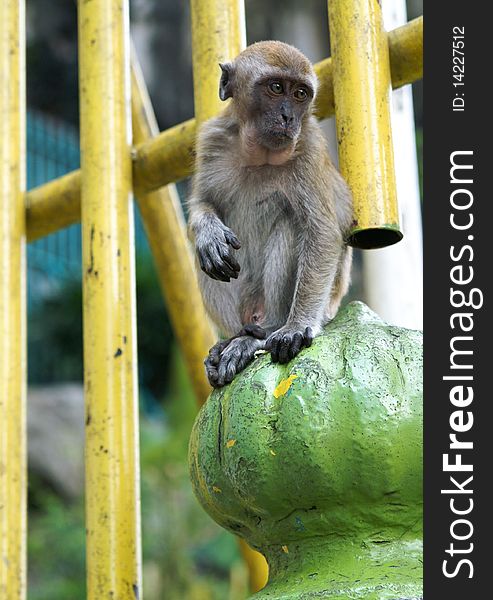 A small brown monkey sitting on a green and yellow fence in Kuala lumpur, malaysia. A small brown monkey sitting on a green and yellow fence in Kuala lumpur, malaysia