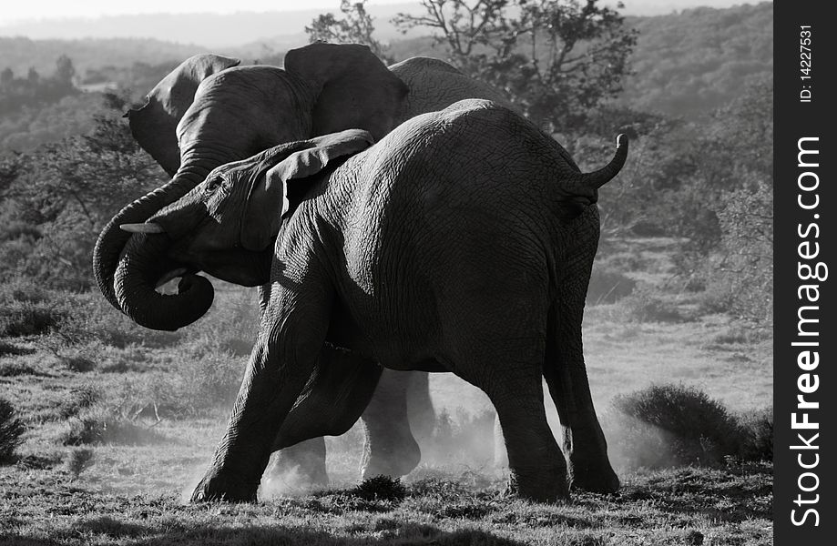 Two young male elephants pushing each other around. Converted to black and white. Two young male elephants pushing each other around. Converted to black and white.